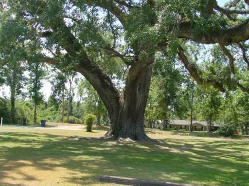 13301 Old River Road Vancleave, MS 39565 - Photo 7 of 8 Additional Photo