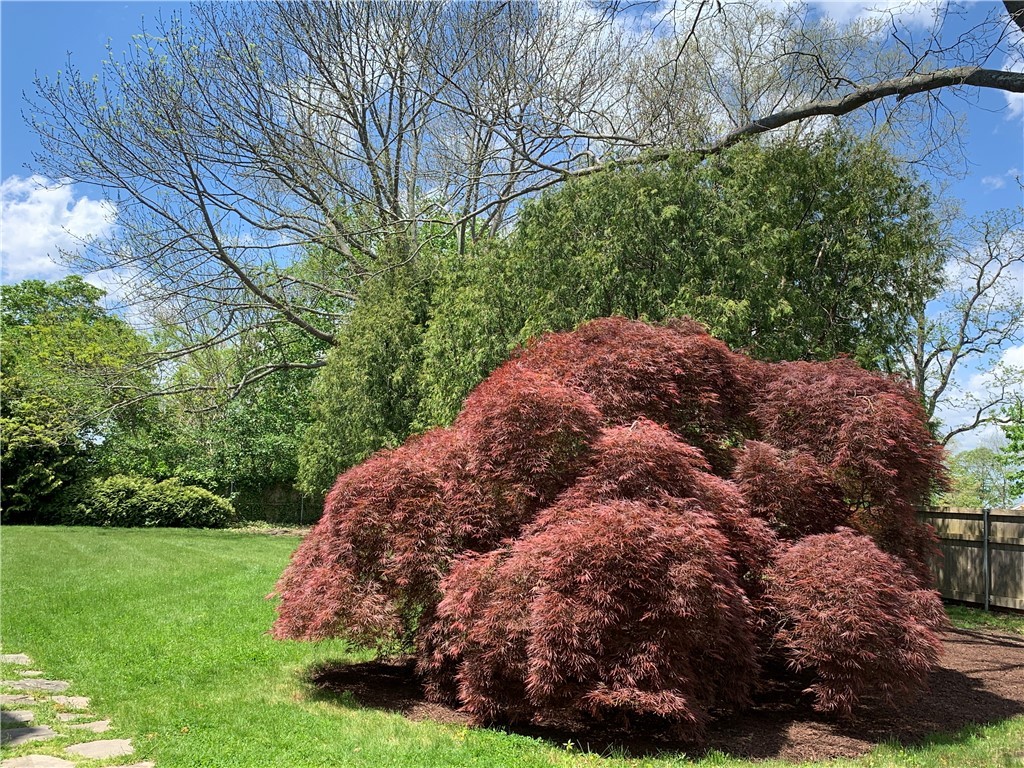 33 Beach Road Bristol, RI 02809 - Photo 34 of 37 Red Maple, Rear Yard
