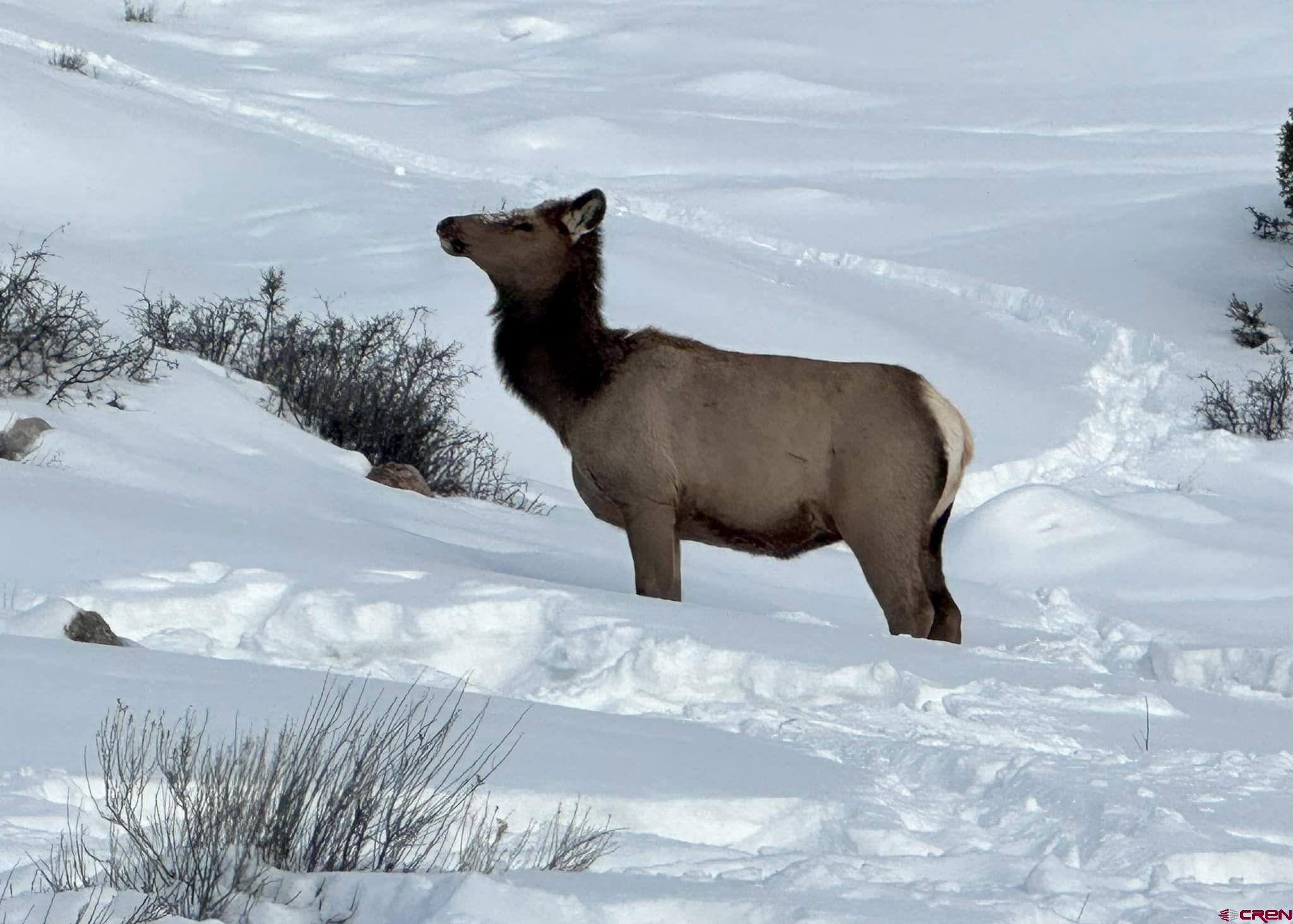 924 Cinammon Trail Powderhorn, CO 81243 - Photo 6 of 6 a view of entryway
