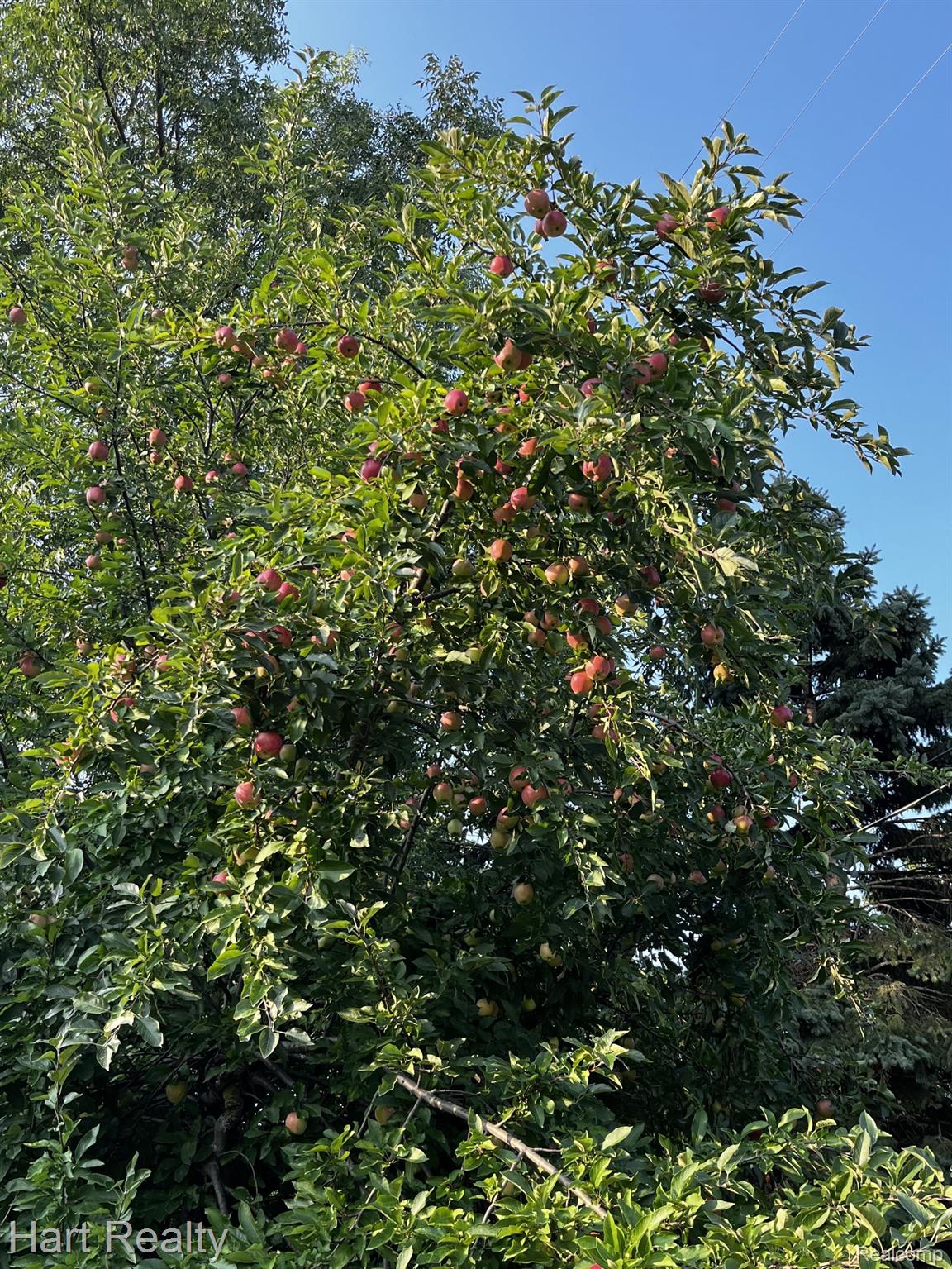 693 Davis Street Sebewaing, MI 48759 - Photo 38 of 42 Mature fruit trees