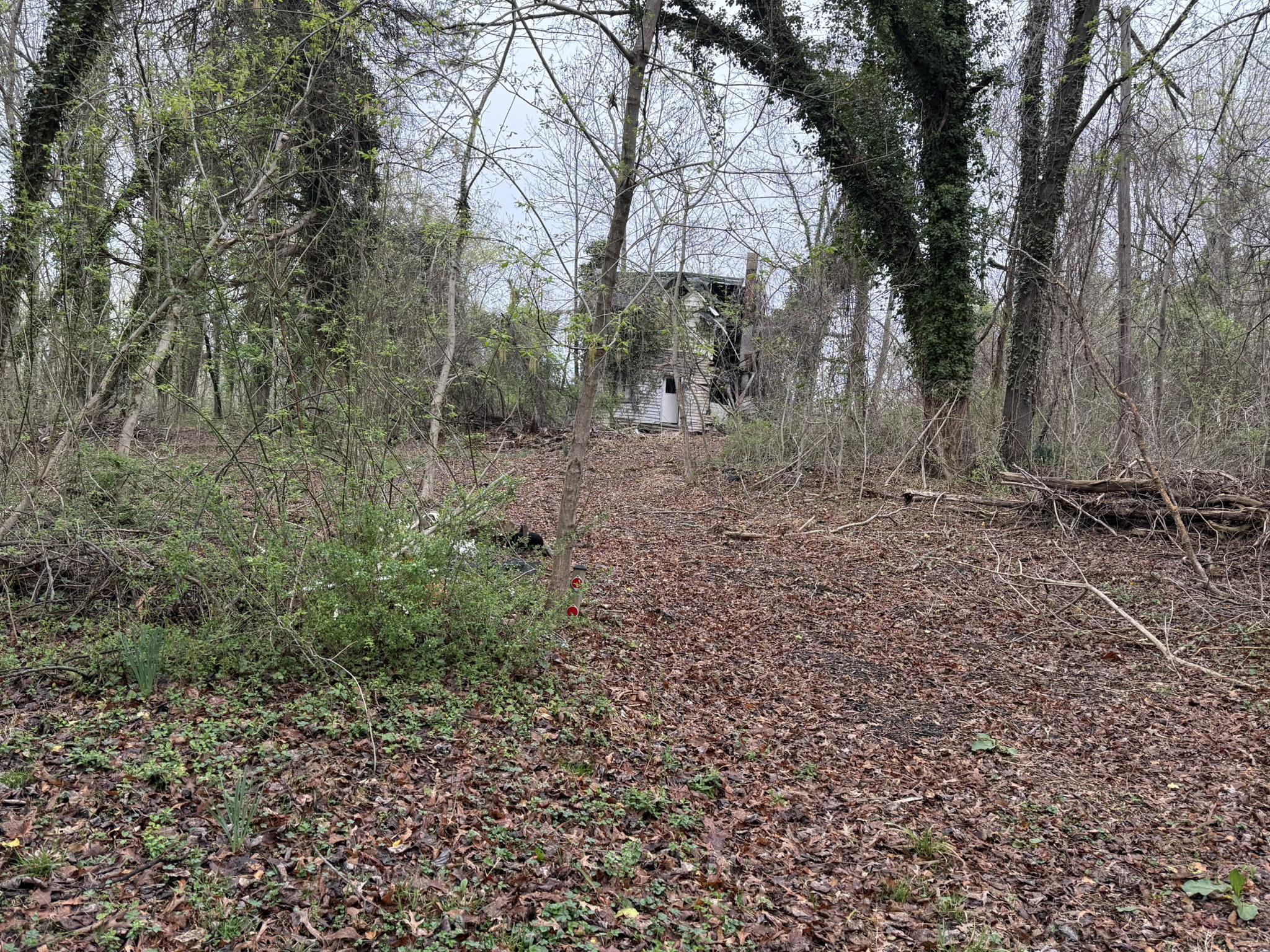 4111 Old Muddy Creek Road Edgewater, MD 21037 - Photo 9 of 20 Entrance to cleared area.