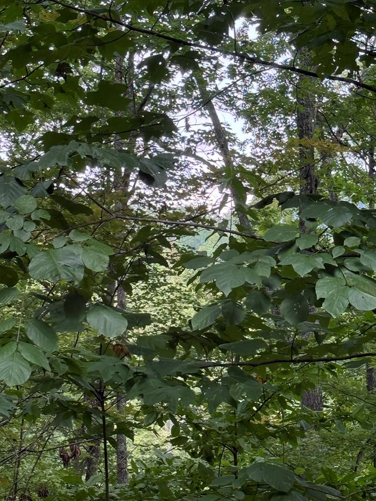 4 Morgan Ridge Drive Young Harris, GA 30582 - Photo 1 of 13 Main View