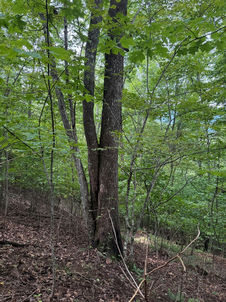 4 Morgan Ridge Drive Young Harris, GA 30582 - Photo 11 of 13