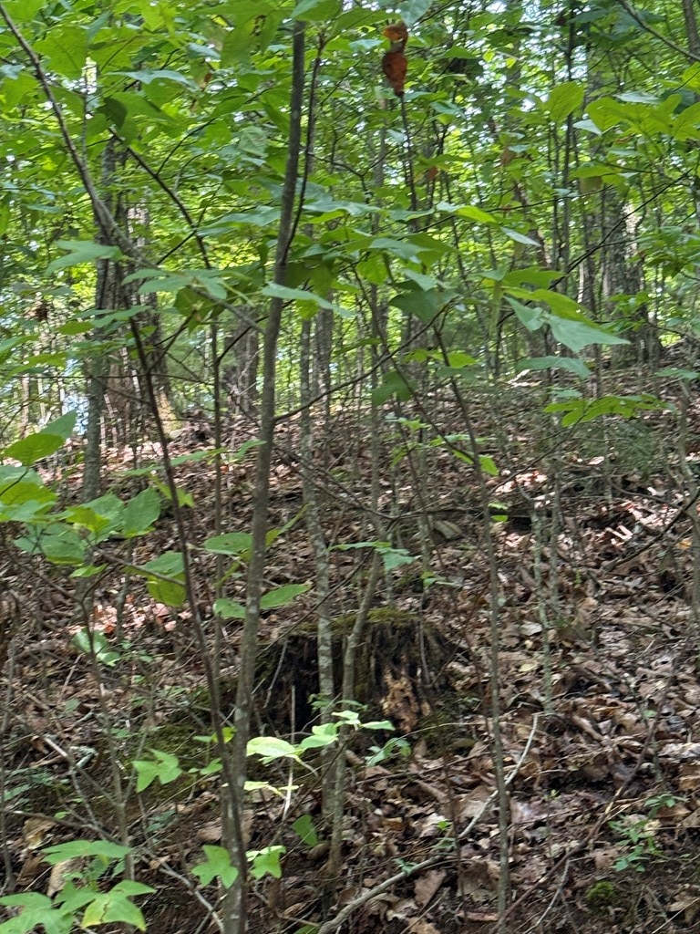 4 Morgan Ridge Drive Young Harris, GA 30582 - Photo 13 of 13