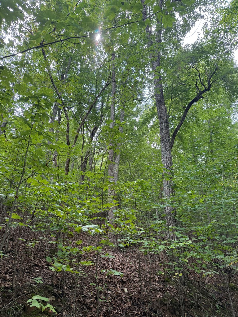 4 Morgan Ridge Drive Young Harris, GA 30582 - Photo 10 of 13