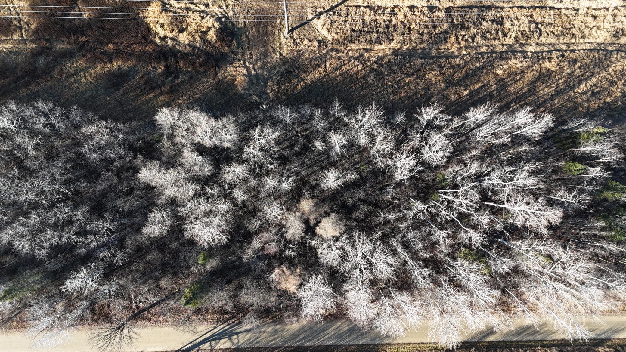 Parcel A Parcel A Parameter Road Deer River, MN 56636 - Photo 6 of 15