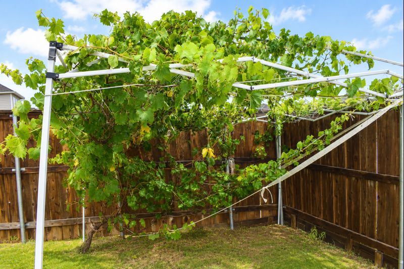 693 Durian Loop Buda, TX 78610 - Photo 21 of 27 A private garden oasis awaits, featuring a lush grapevine arbor providing natural shade and beauty.