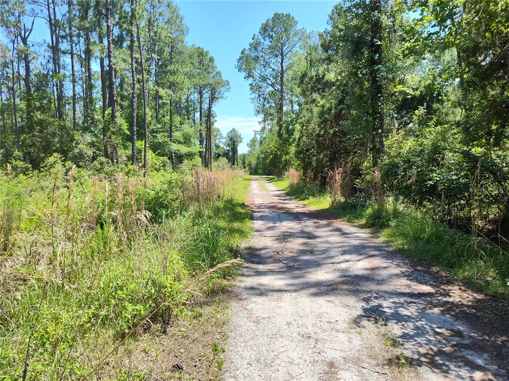 0 Northeast 66th Avenue Citra, FL 32113 - Photo 5 of 5