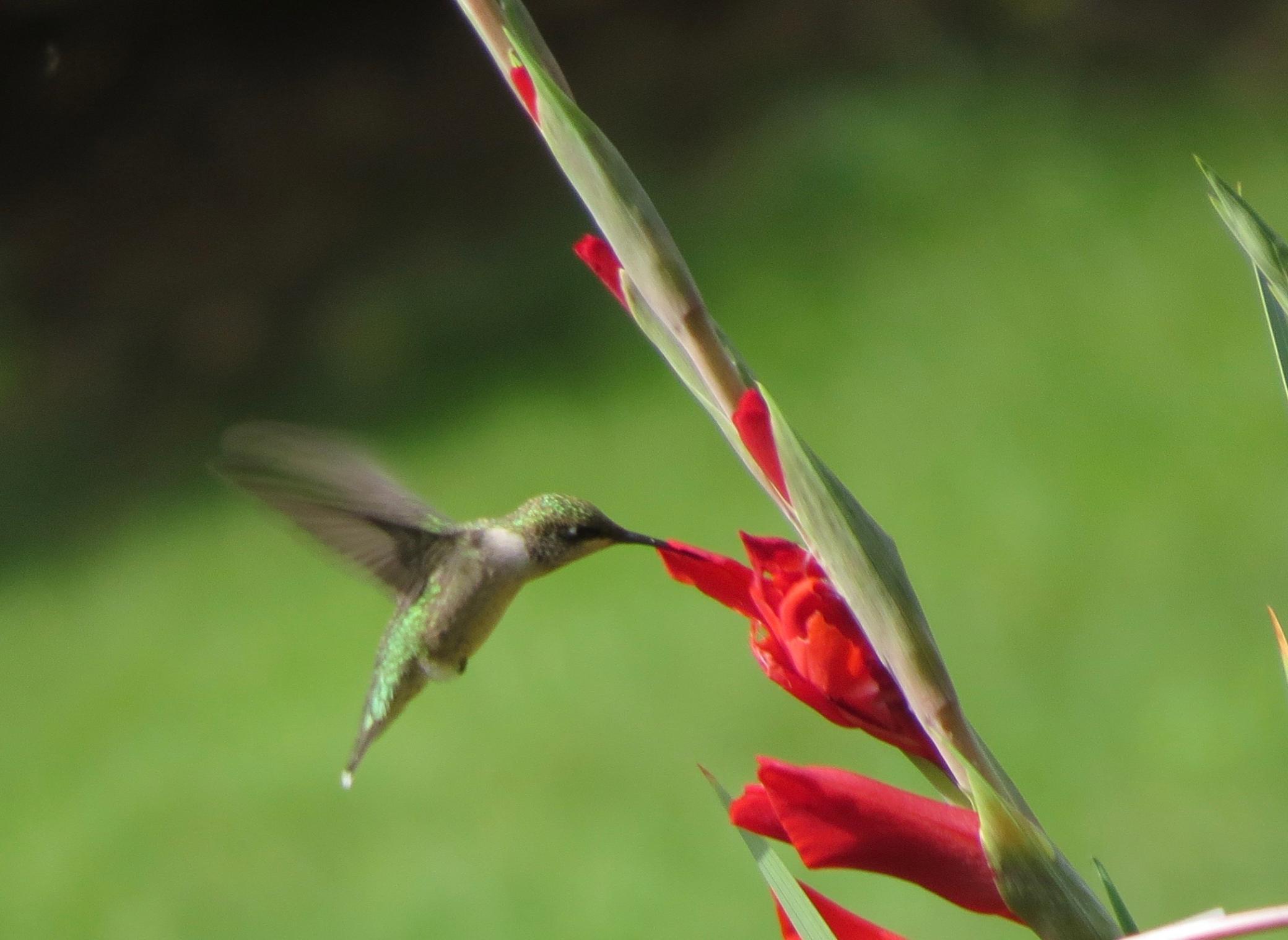 6921 Bluff Lane Northwest Rochester, MN 55901 - Photo 82 of 96 Gallery Image 82