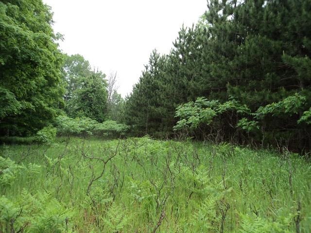 0 Springfield Trail Southwest South Boardman, MI 49680 - Photo 10 of 17 1786345-9.JPG