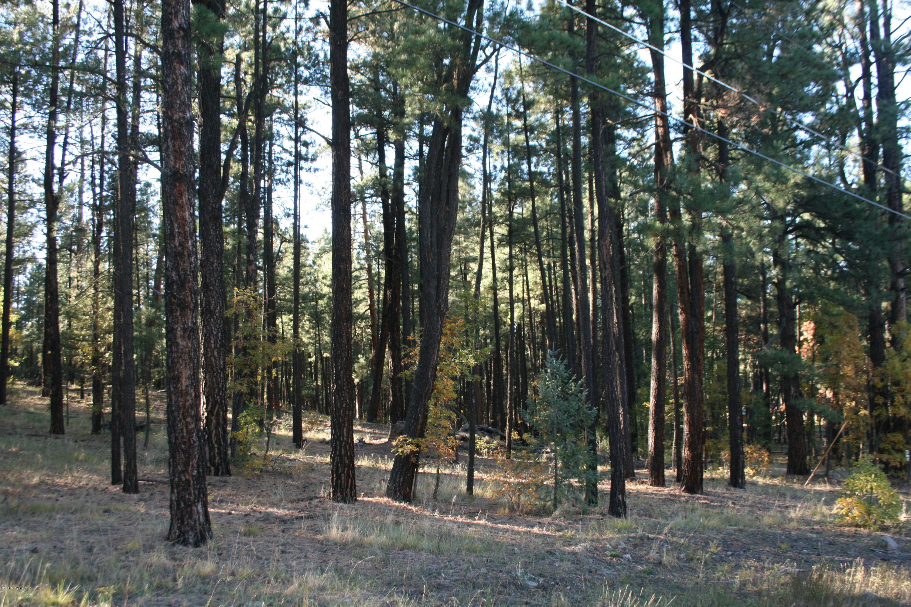 18 T Cr Alpine, AZ 85920 - Photo 1 of 19 a view of outdoor space with lots of trees