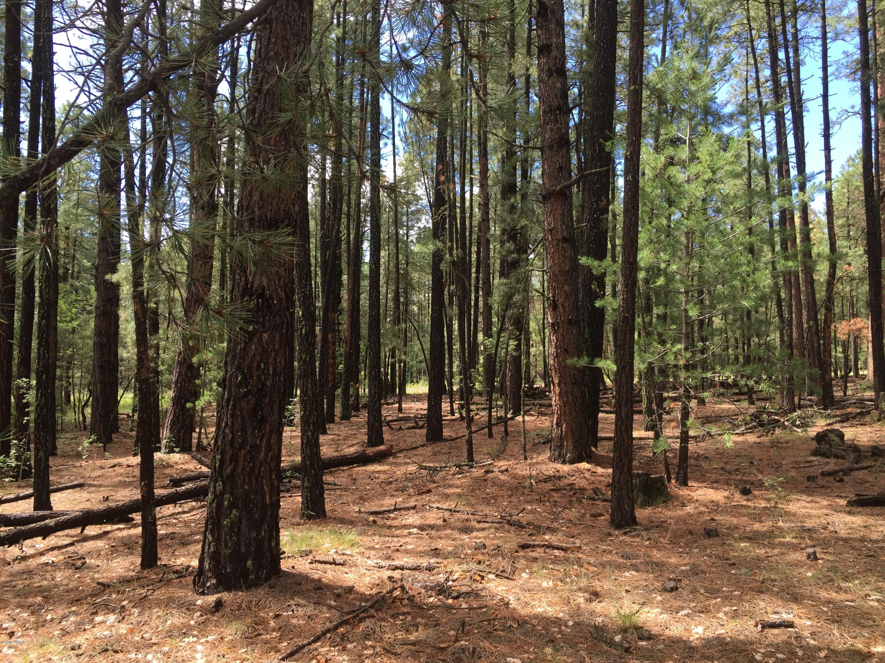 18 T Cr Alpine, AZ 85920 - Photo 13 of 19 a view of outdoor space with lots of trees