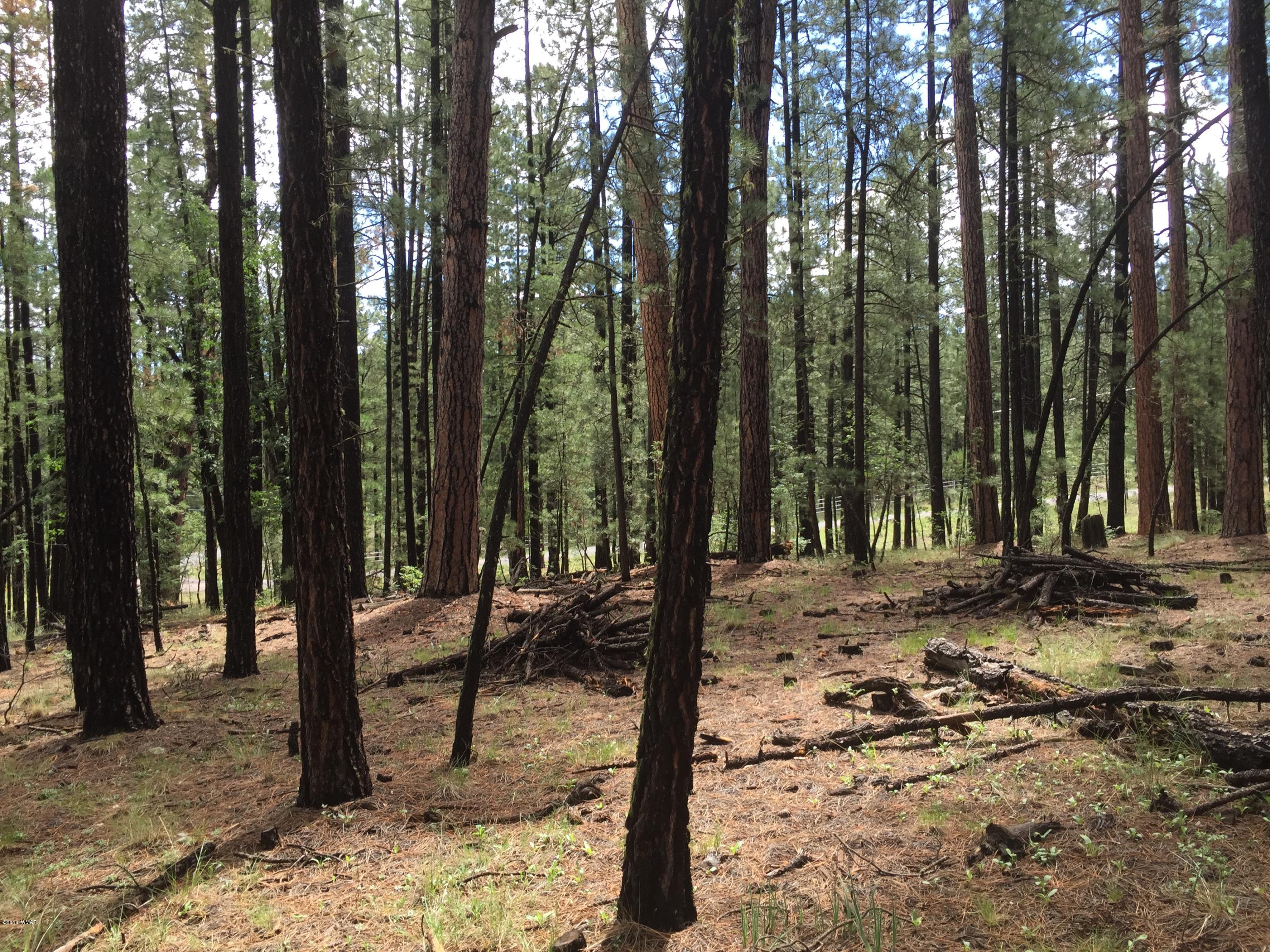 18 T Cr Alpine, AZ 85920 - Photo 15 of 19 a view of a forest with trees