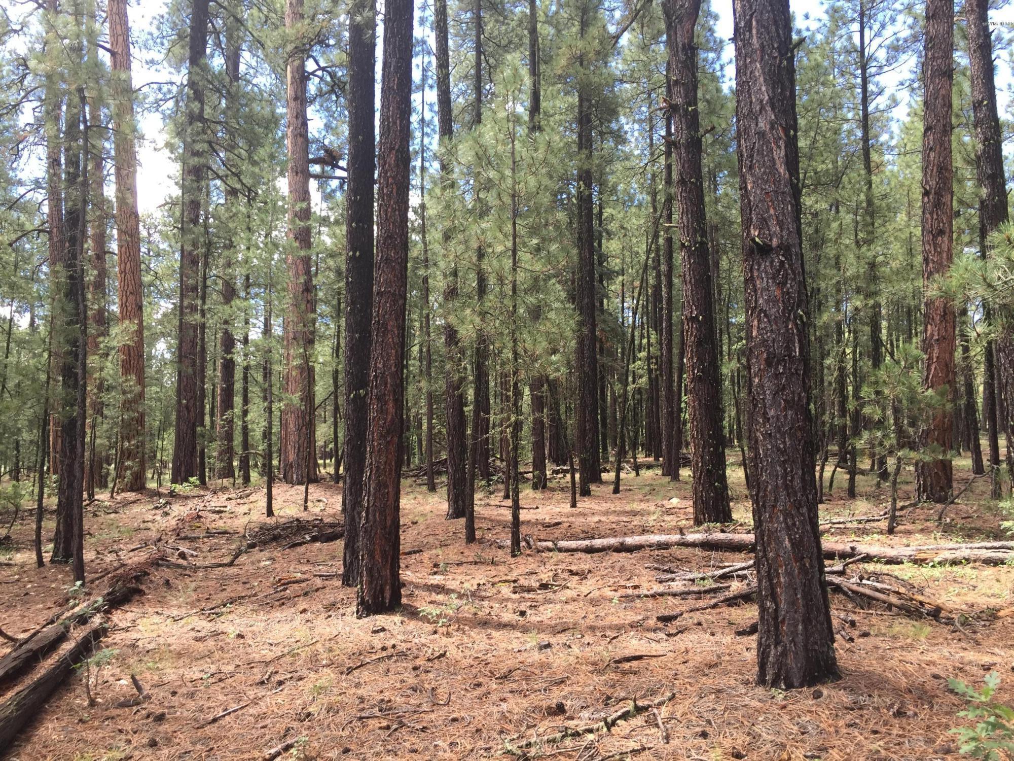 18 T Cr Alpine, AZ 85920 - Photo 16 of 19 a view of outdoor space with trees