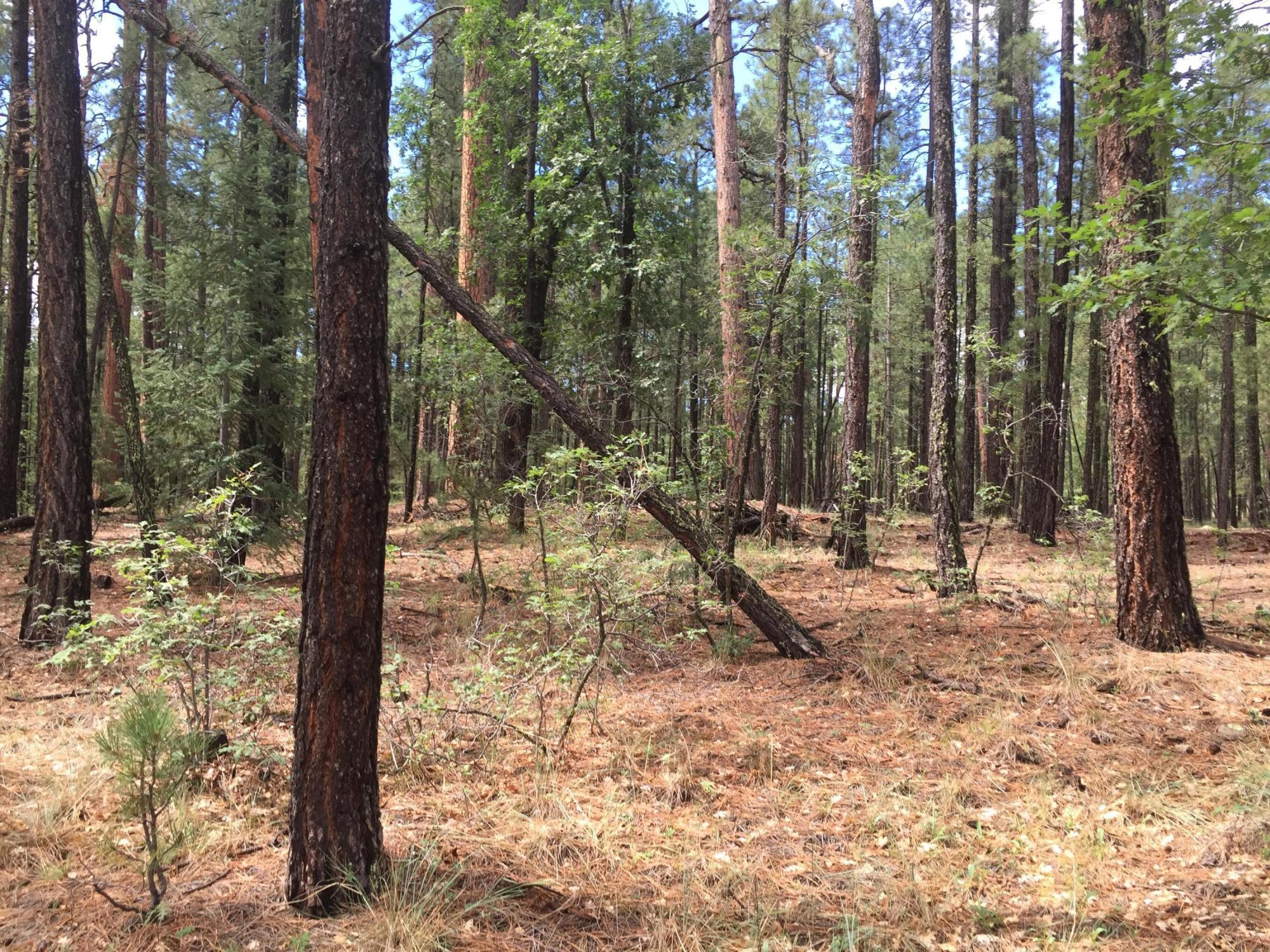 18 T Cr Alpine, AZ 85920 - Photo 18 of 19 a view of a forest with trees