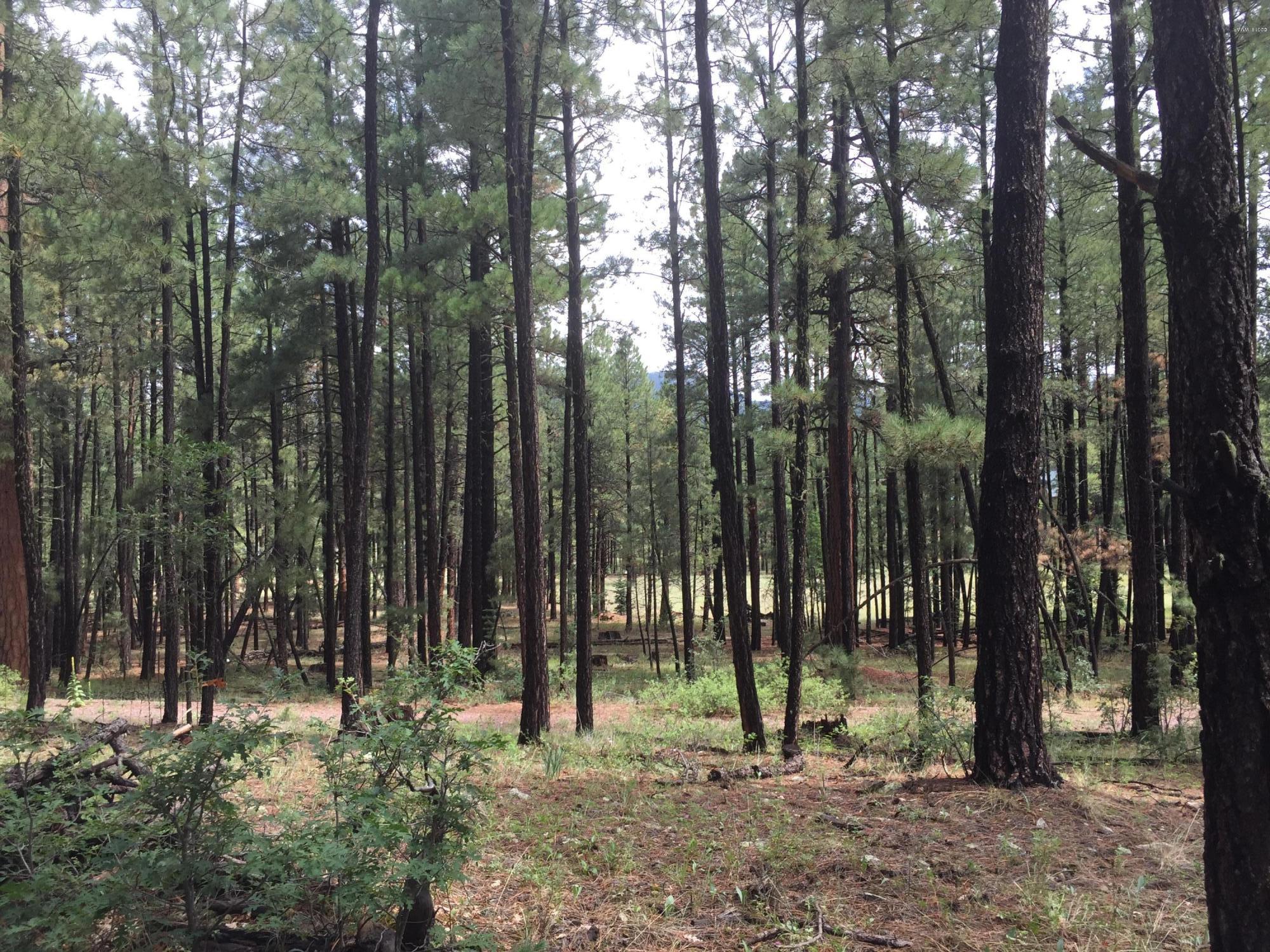 18 T Cr Alpine, AZ 85920 - Photo 19 of 19 a view of outdoor space with lots of trees