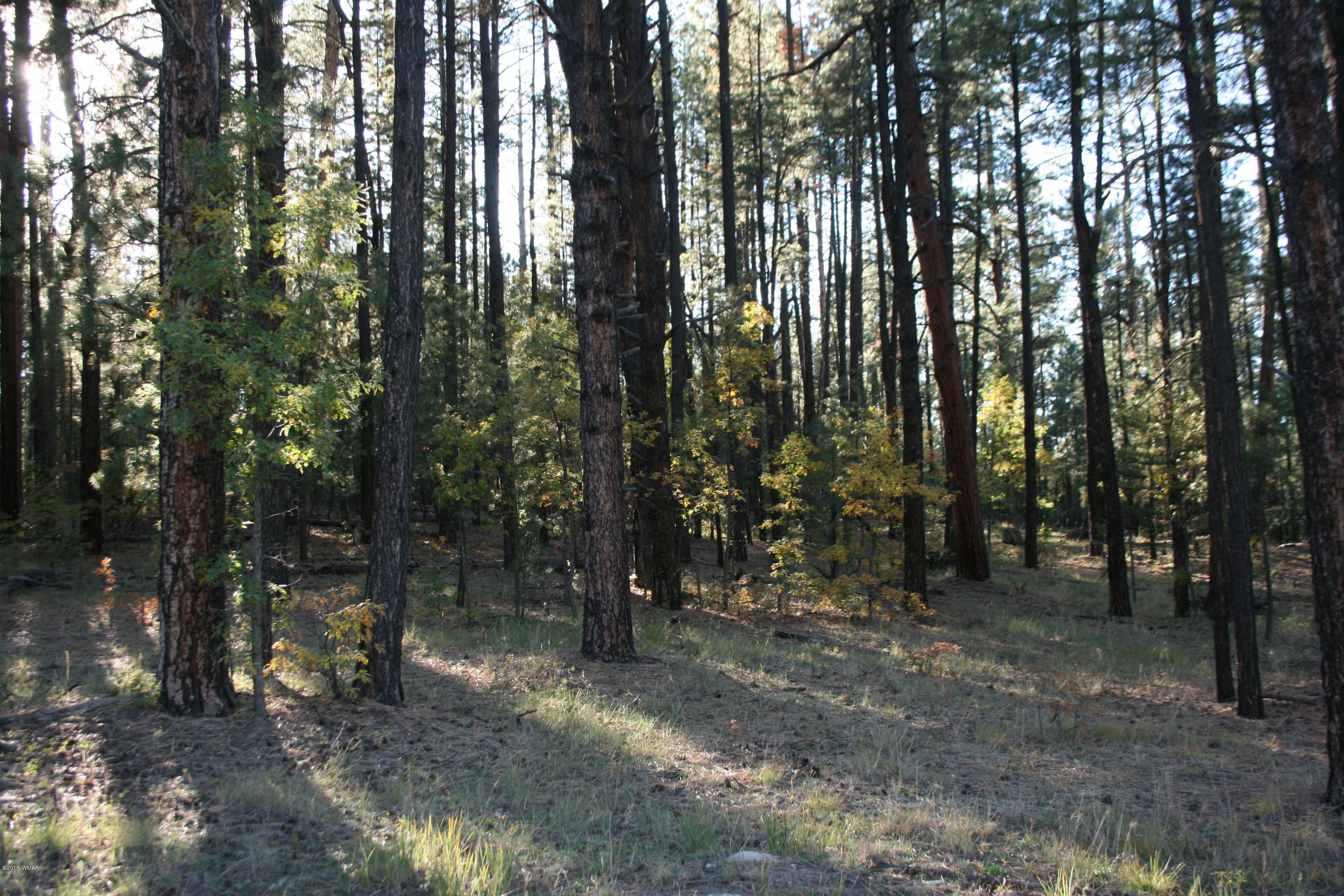 18 T Cr Alpine, AZ 85920 - Photo 2 of 19 a view of outdoor space and tree