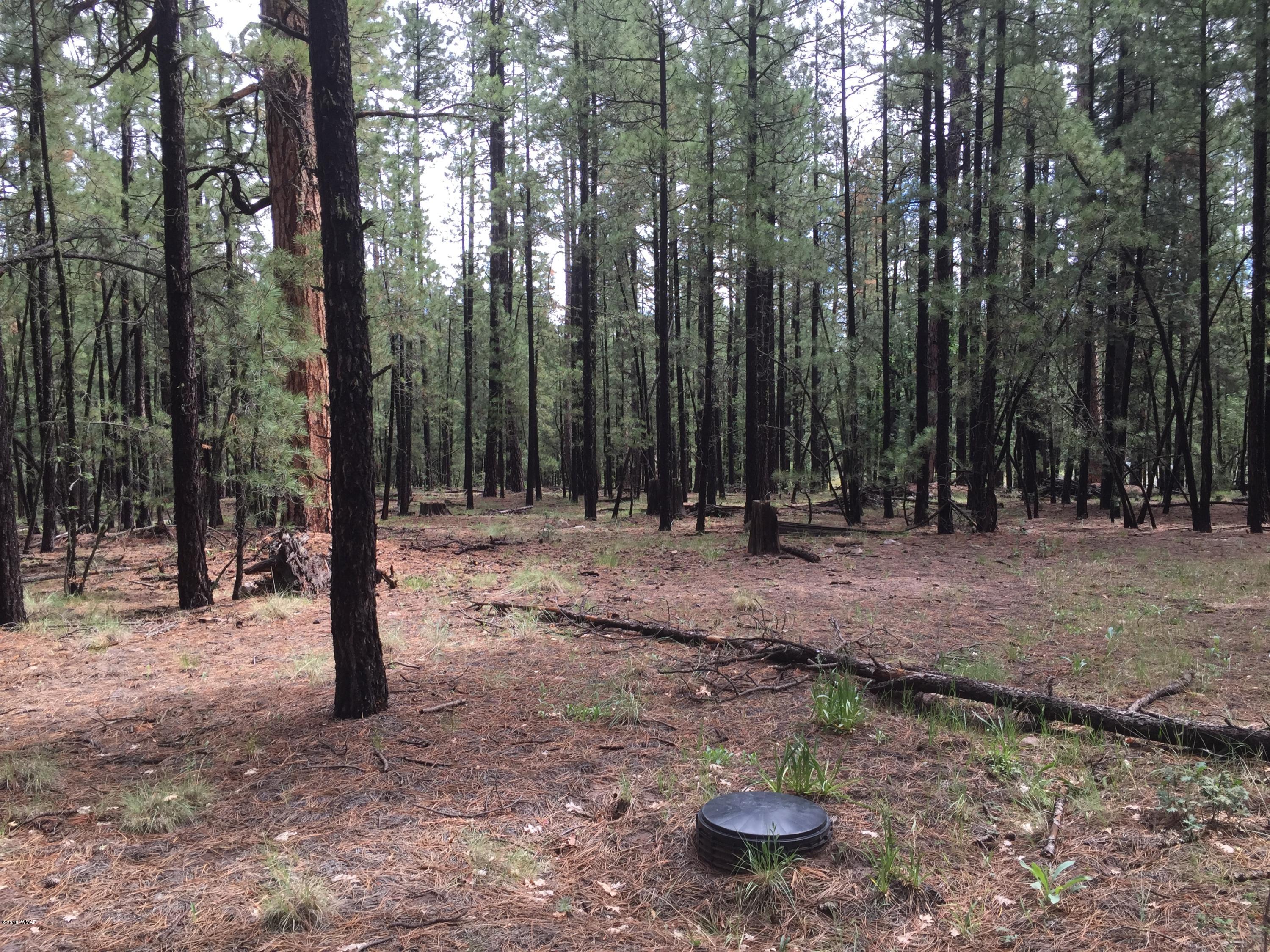 18 T Cr Alpine, AZ 85920 - Photo 3 of 19 a view of outdoor space with lots of trees