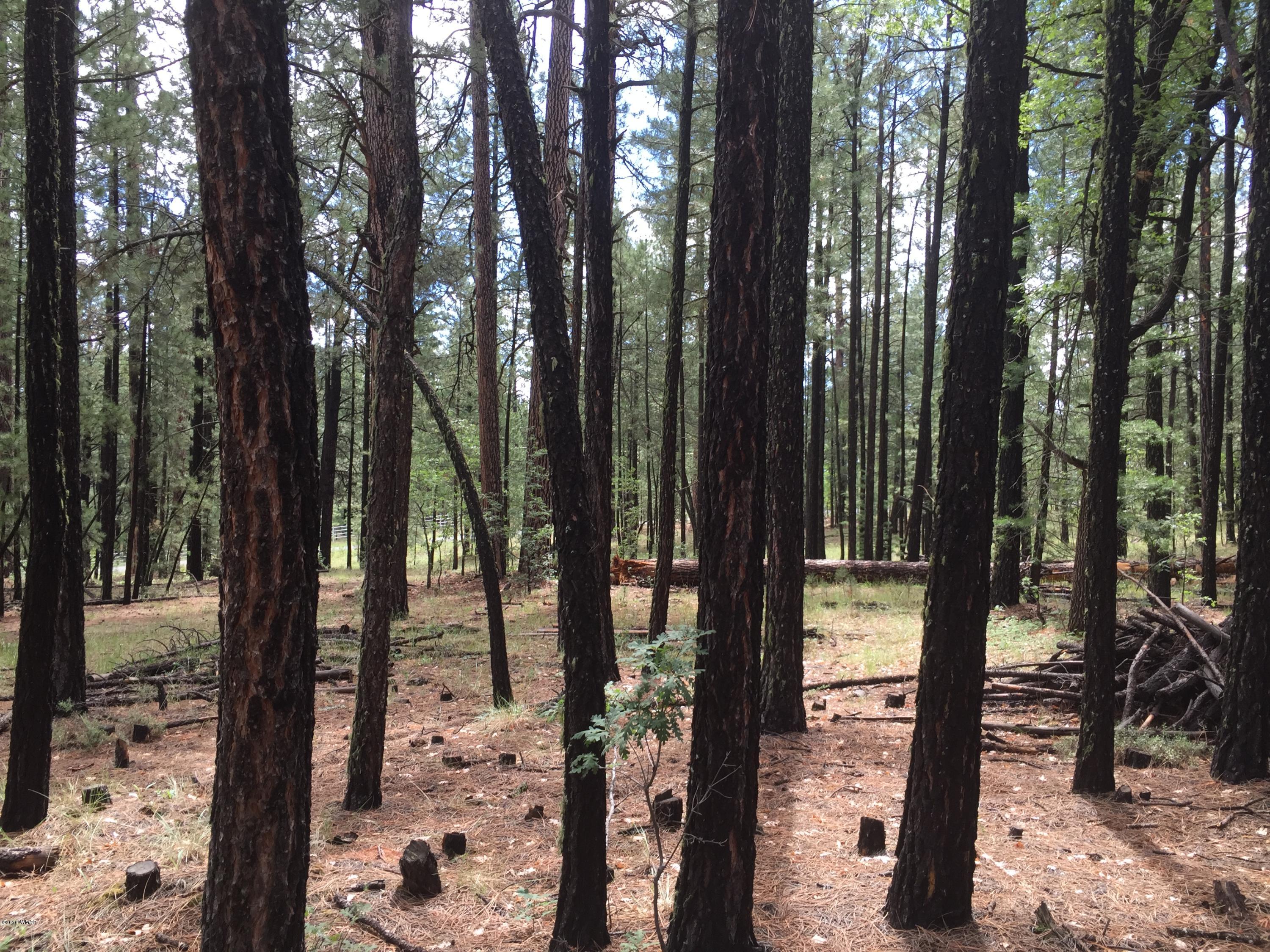 18 T Cr Alpine, AZ 85920 - Photo 5 of 19 a view of tall trees