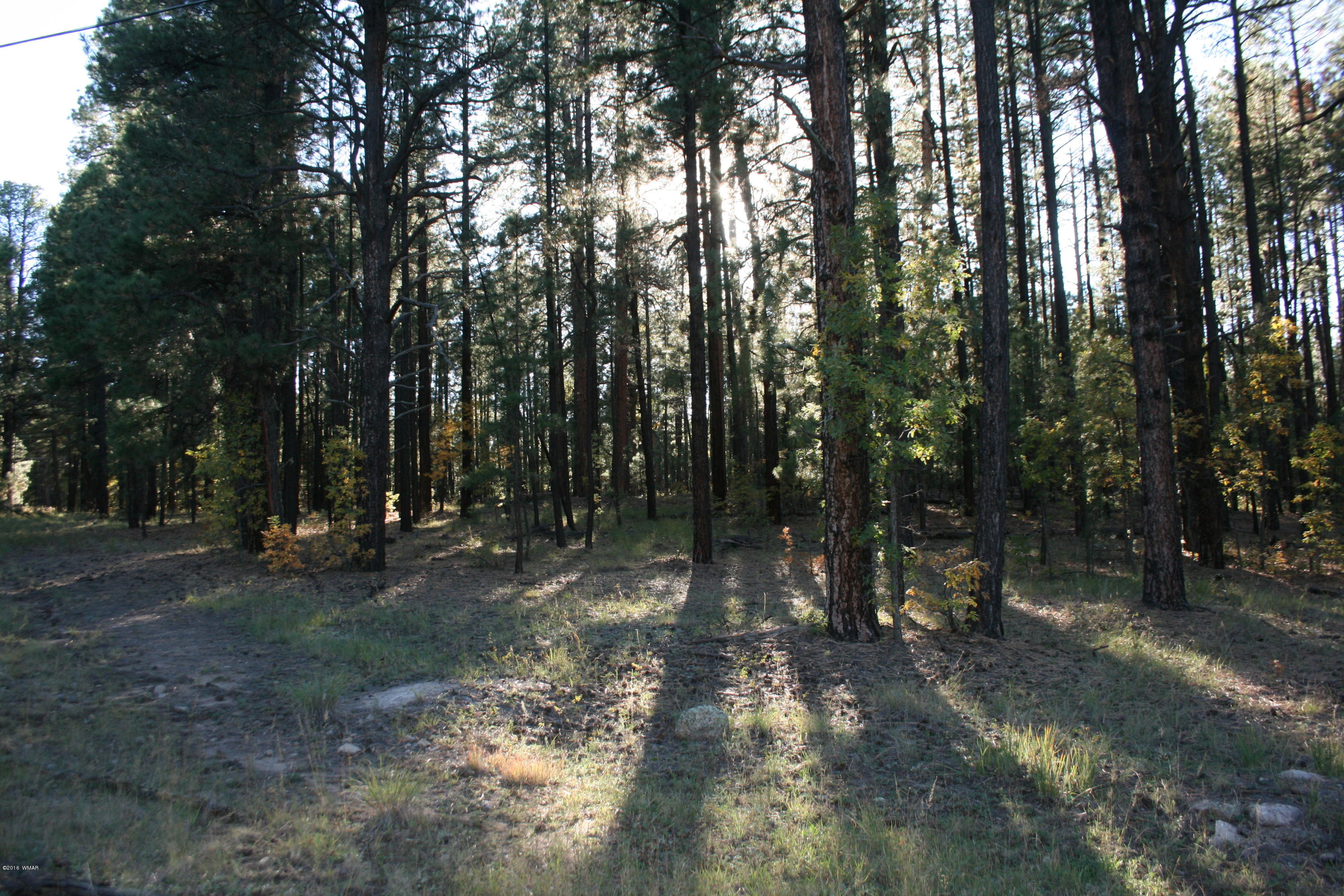 18 T Cr Alpine, AZ 85920 - Photo 7 of 19 a view of a forest with trees in the background