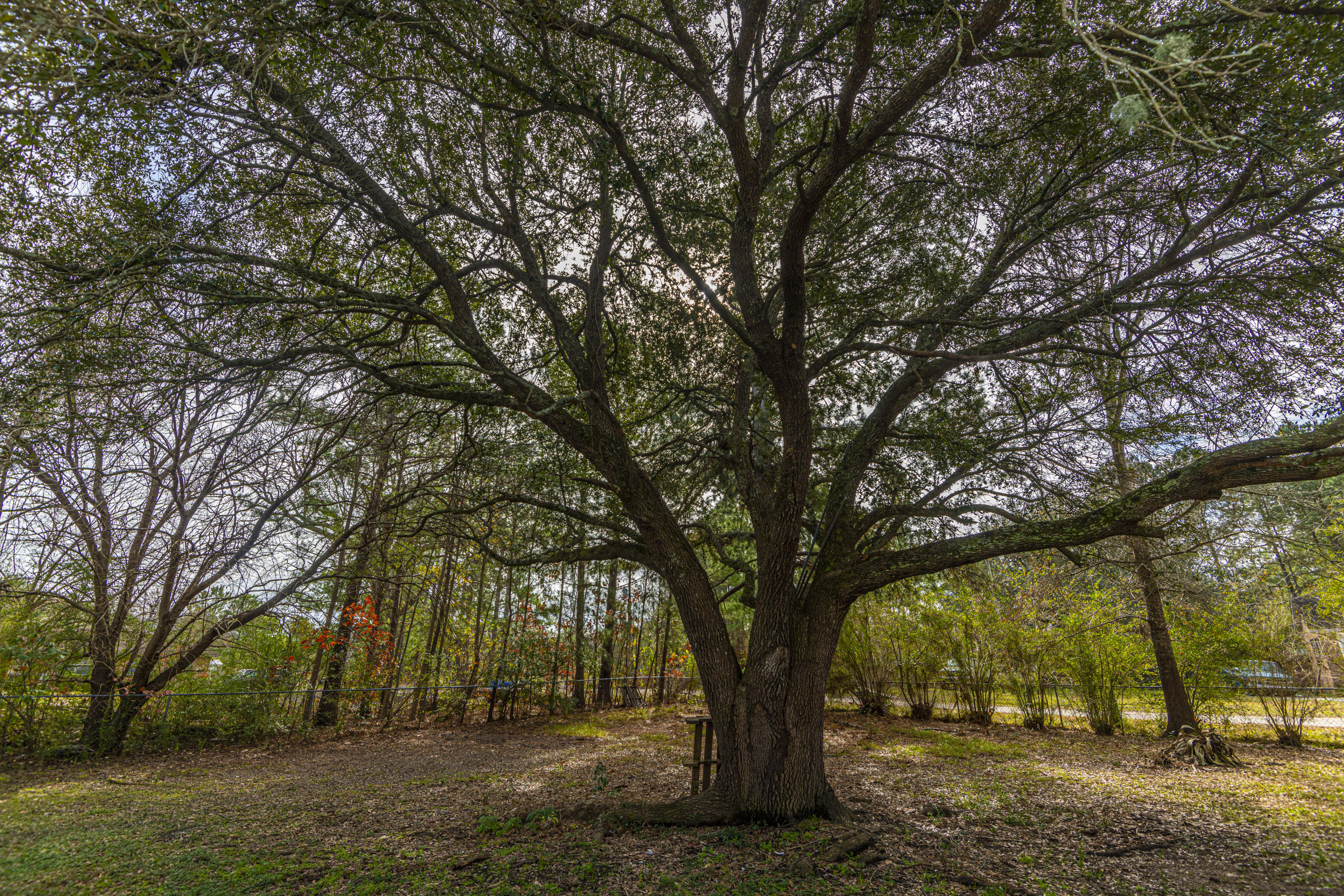 146 Sanders Road Ridgeville, SC 29472 - Photo 31 of 41 DSC_4969