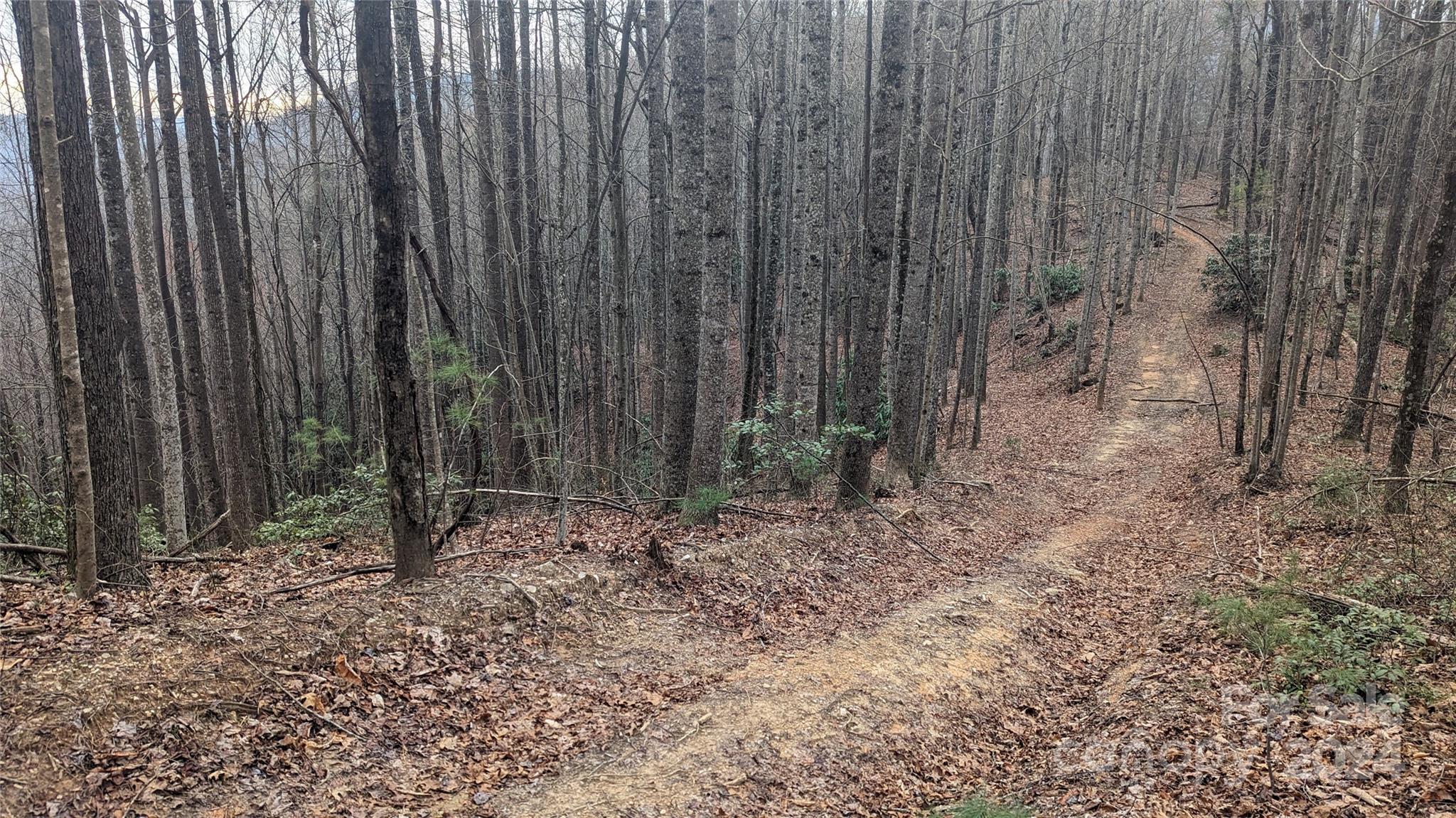 0 Pinto Drive Lenoir, NC 28645 - Photo 8 of 8 a view of a backyard with trees