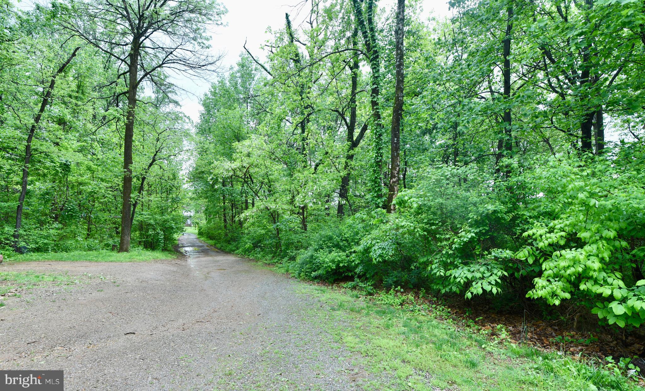 918 Morgans Mill Road Bluemont, VA 20135 - Photo 16 of 17 Wooded Driveway