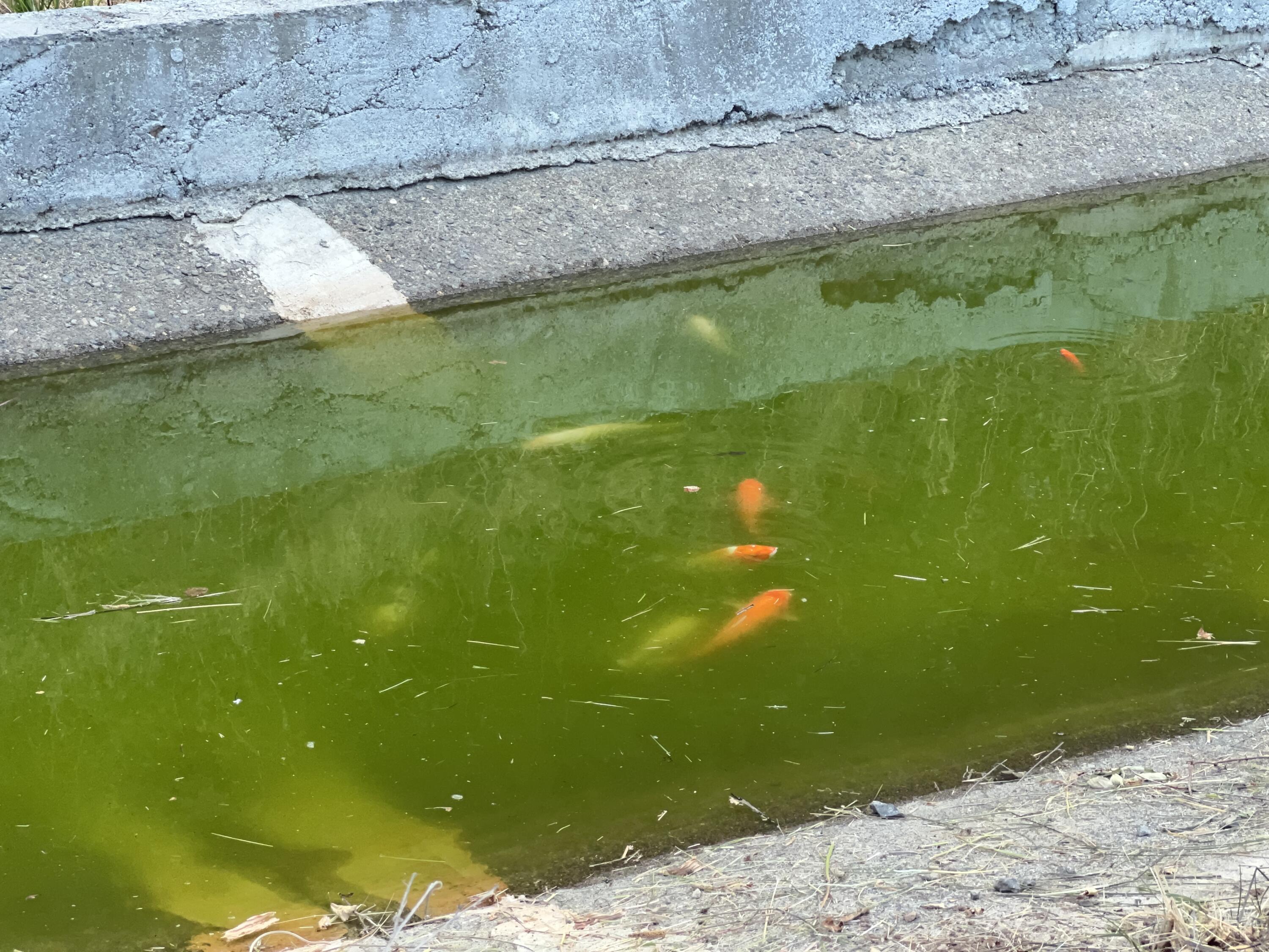 511 Tucker Hill Road Douglas City, CA 96024 - Photo 23 of 41 Koi