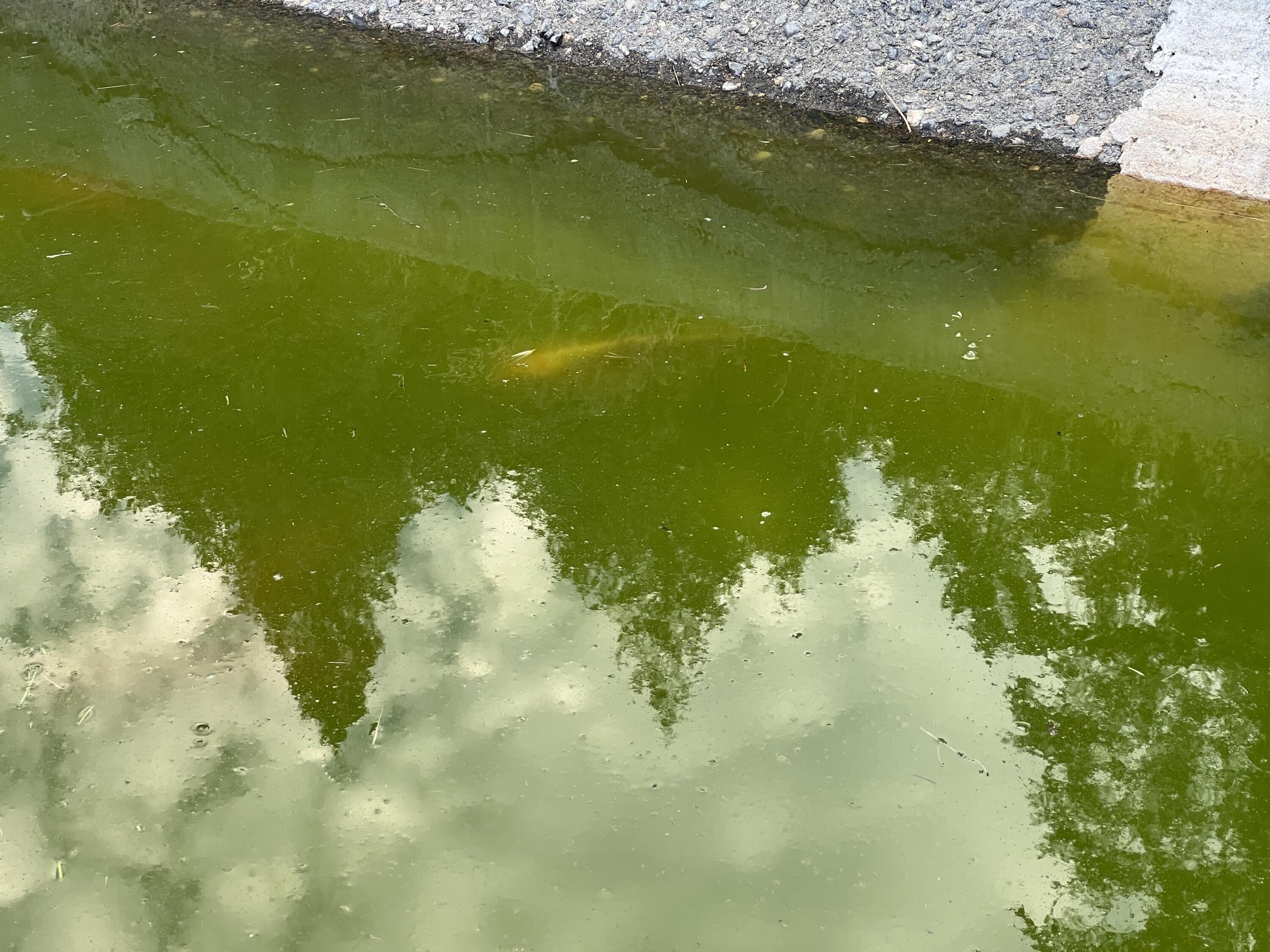 511 Tucker Hill Road Douglas City, CA 96024 - Photo 24 of 41 Koi pond