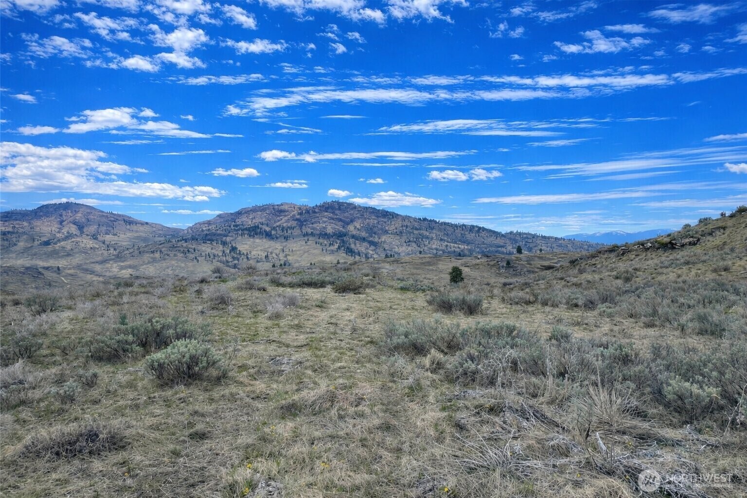 0 McLaughlin Canyon Road Tonasket, WA 98855 - Photo 4 of 8 a view of a dry space with lots of trees