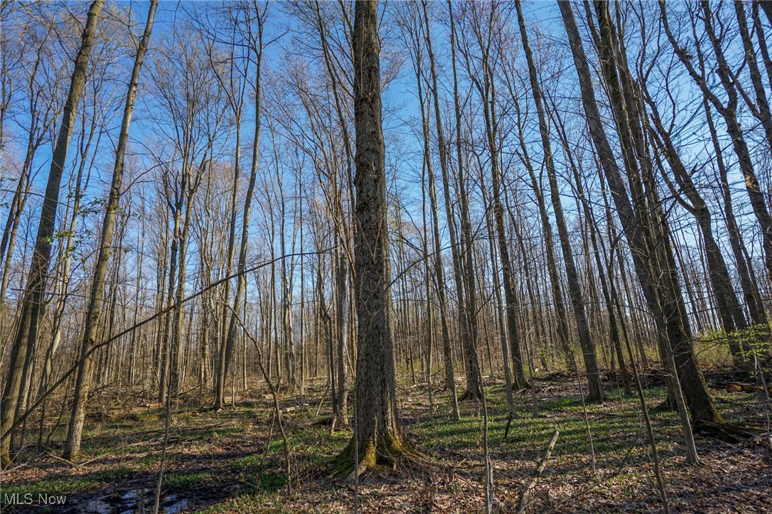 6831 Howard Road Williamsfield, OH 44093 - Photo 36 of 40 View of local wilderness
