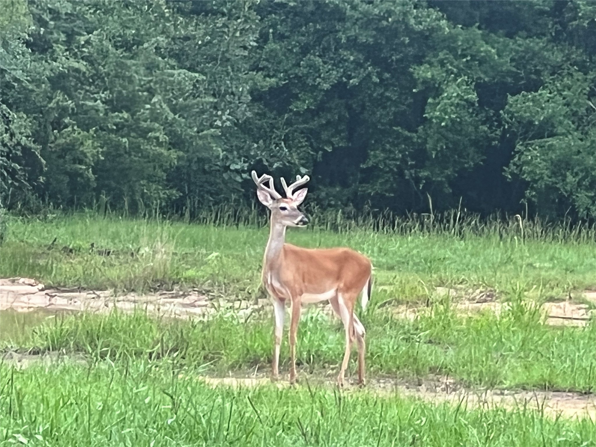 17401 Highway 21 North Zulch, TX 77872 - Photo 41 of 50