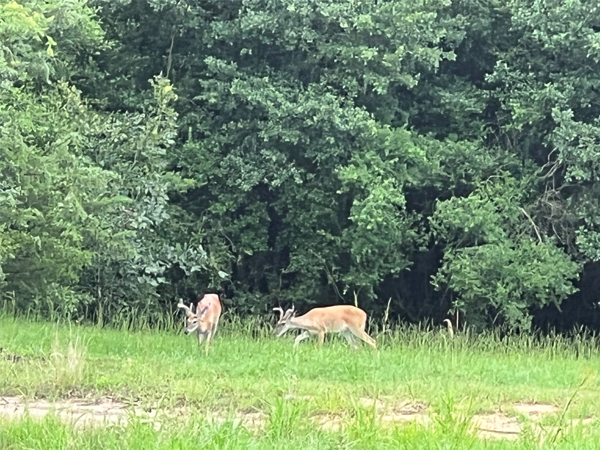 17401 Highway 21 North Zulch, TX 77872 - Photo 42 of 50