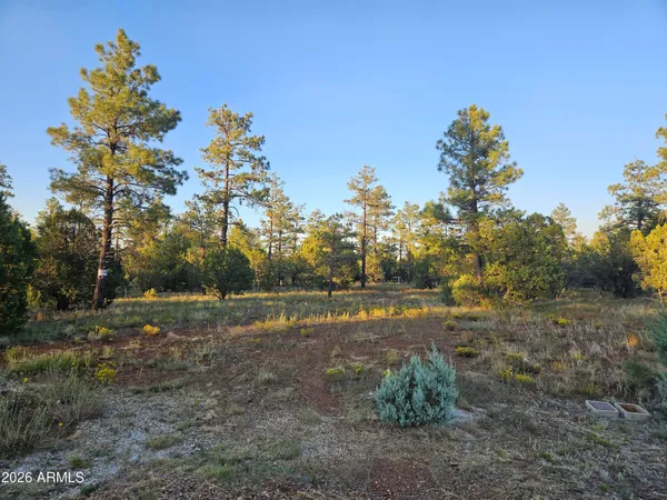 a view of a yard with large trees