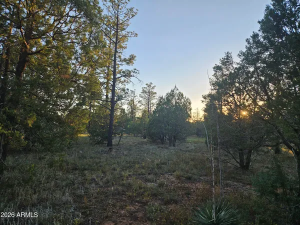 a big yard with lots of green space and house