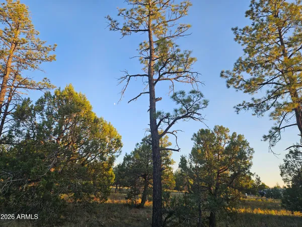 a view of a tree with a flower in a garden