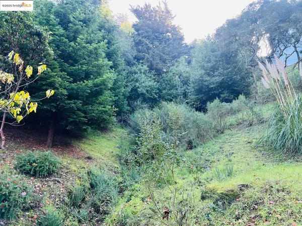 a view of a garden with plants