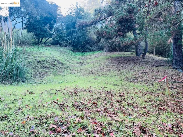 a view of a yard with a tree