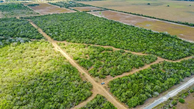 a view of a garden with a tree