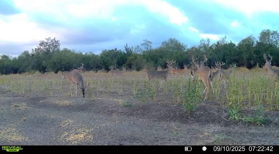 1121 Other Alice, TX 78332 - Photo 11 of 14 a view of a yard with a tree
