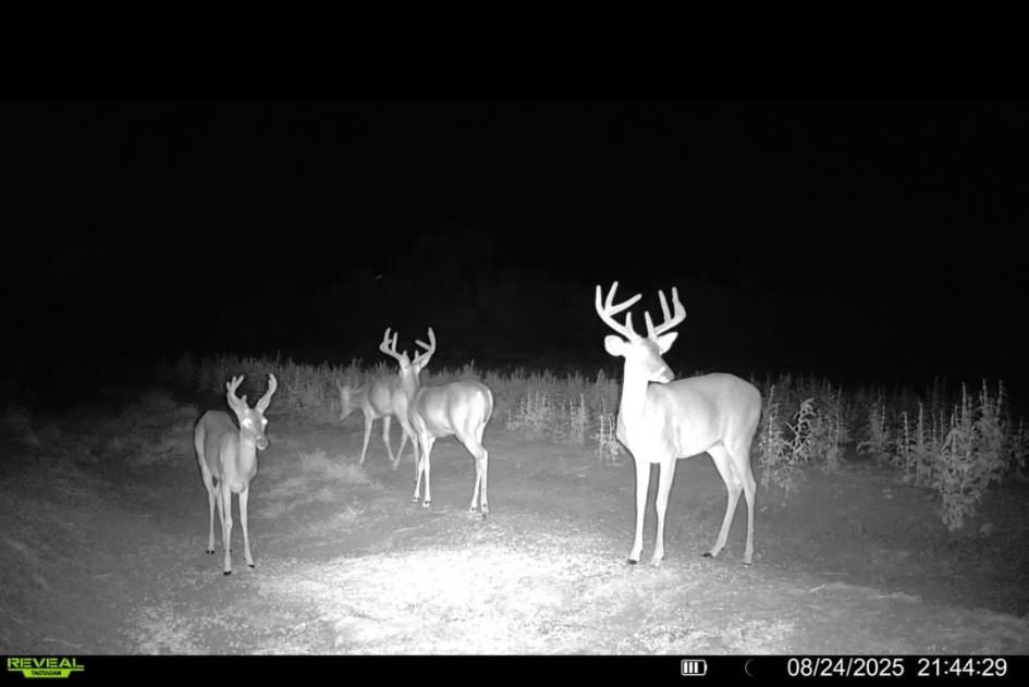 1121 Other Alice, TX 78332 - Photo 13 of 14 a picture of a table and chairs with wooden floor