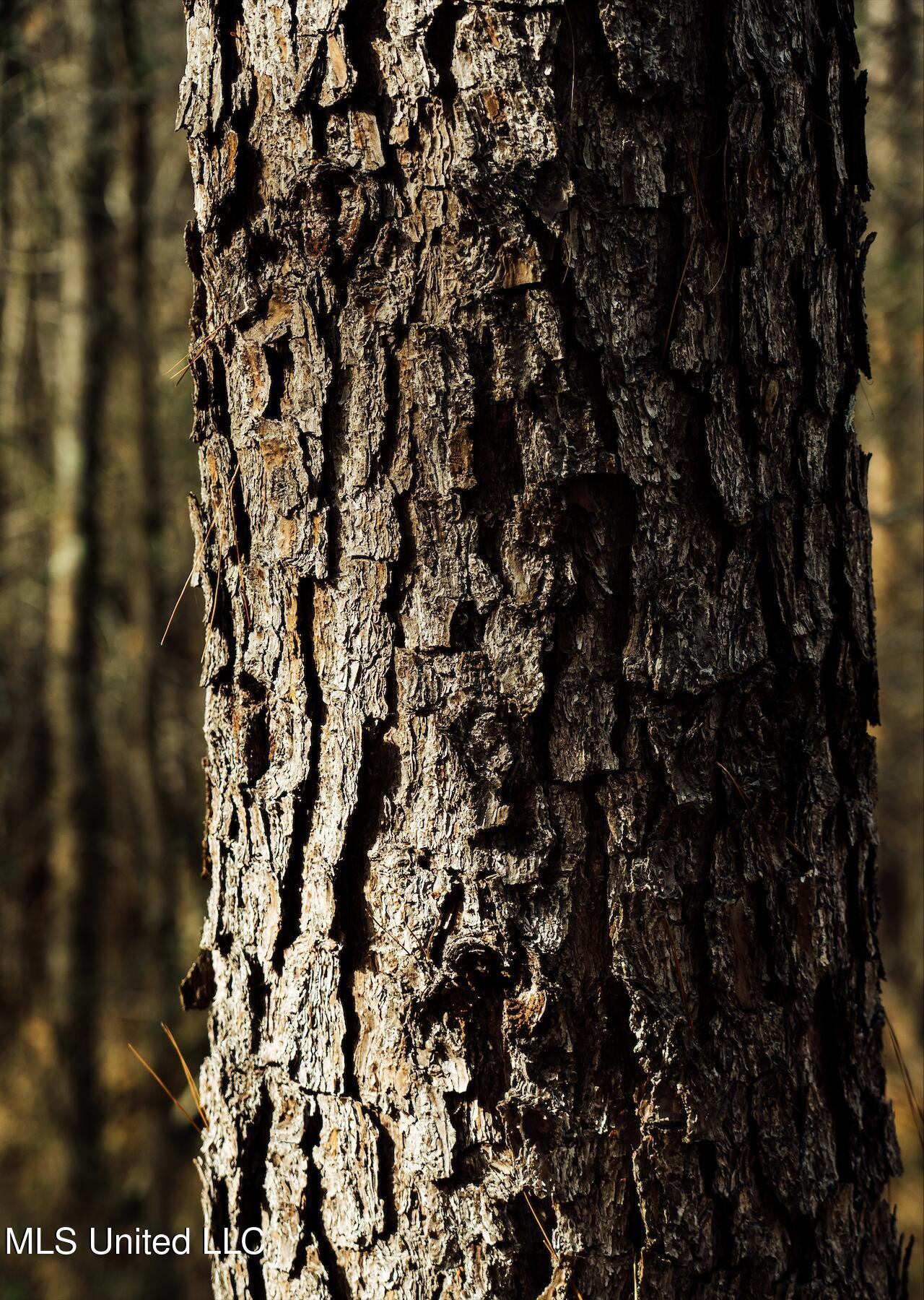 0 Warren Hood Road Hermanville, MS 39086 - Photo 7 of 7 Screen Shot 2026-01-24 at 1.11.45 PM