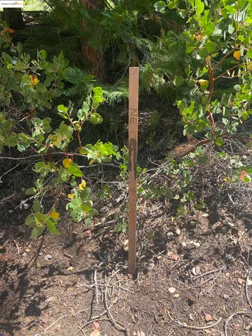 a plant that is in a garden