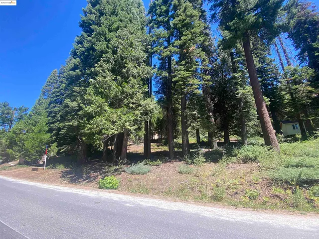 a view of a yard with plants and trees