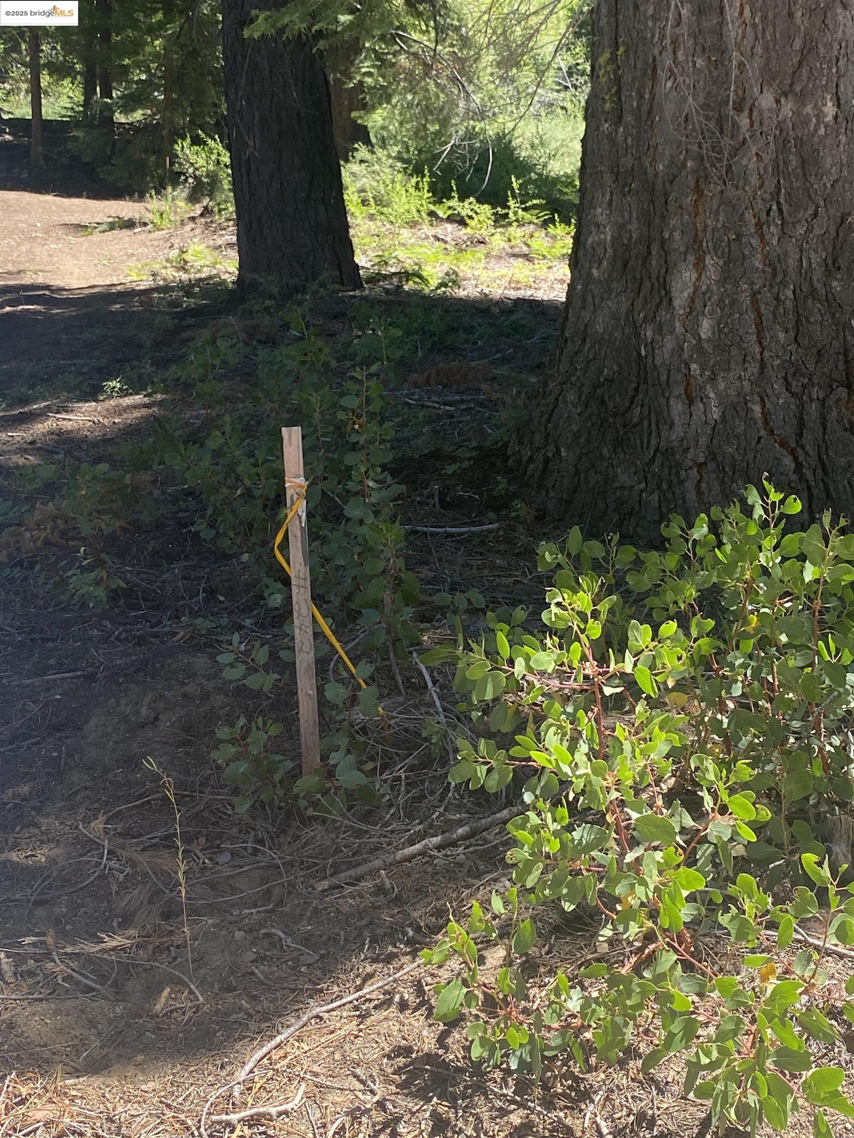 33994 Leland Meadow Road Pinecrest, CA 95364 - Photo 5 of 16 a backyard of a house with lots of green space