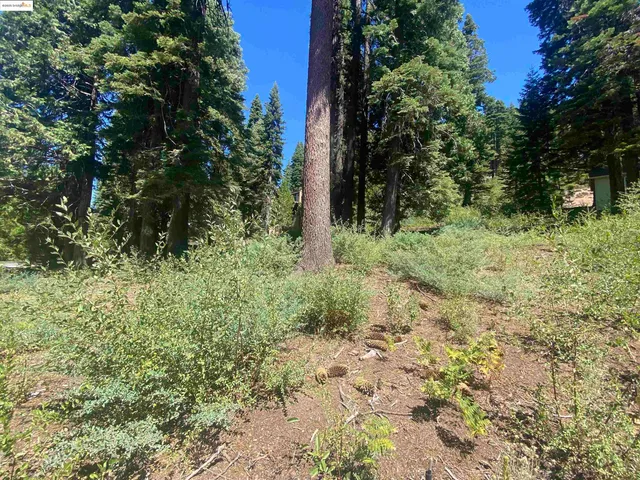 a view of a yard with plants and large trees