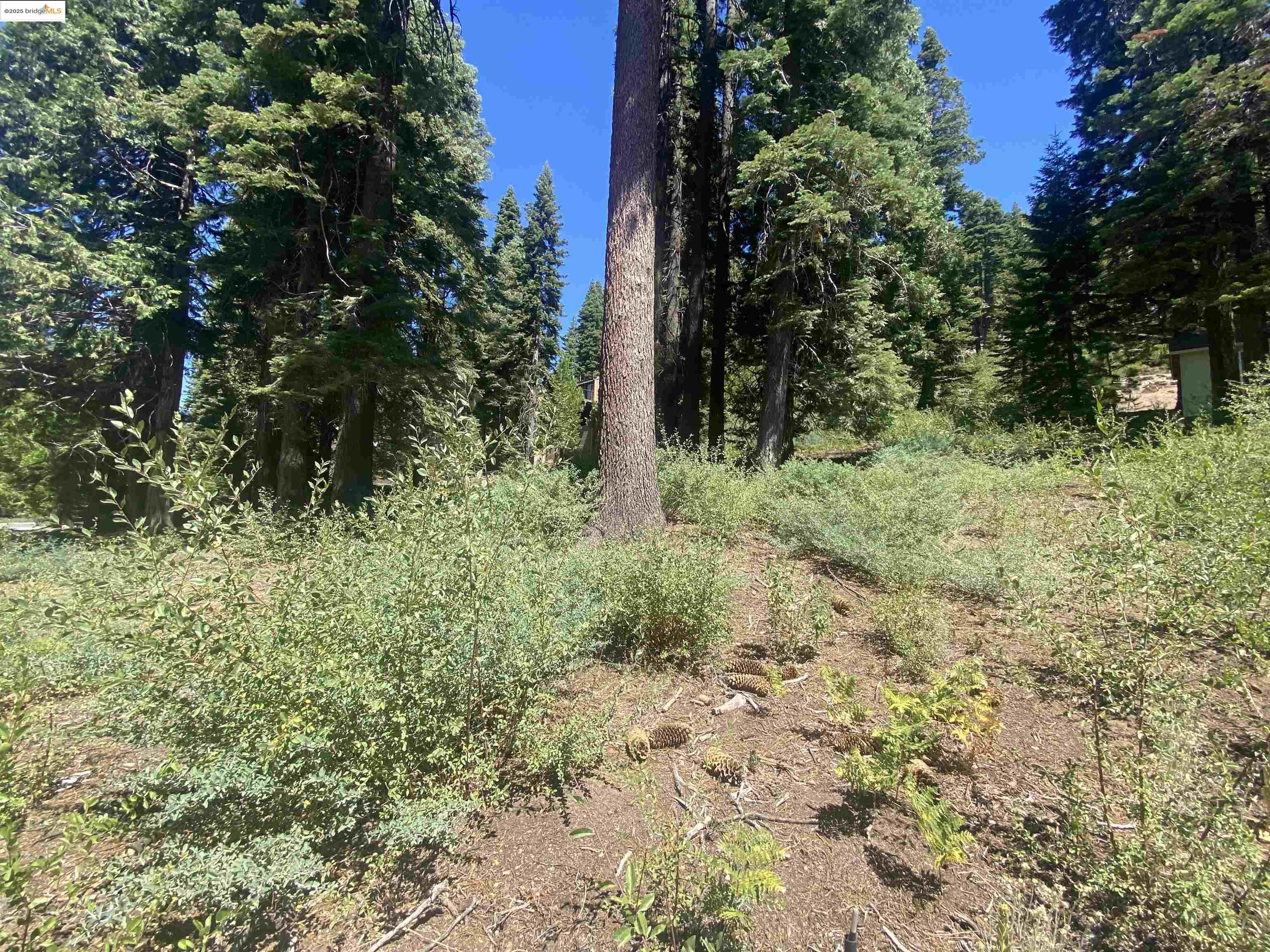 33994 Leland Meadow Road Pinecrest, CA 95364 - Photo 8 of 16 a view of a yard with plants and large trees