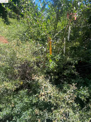 a house view with a tree
