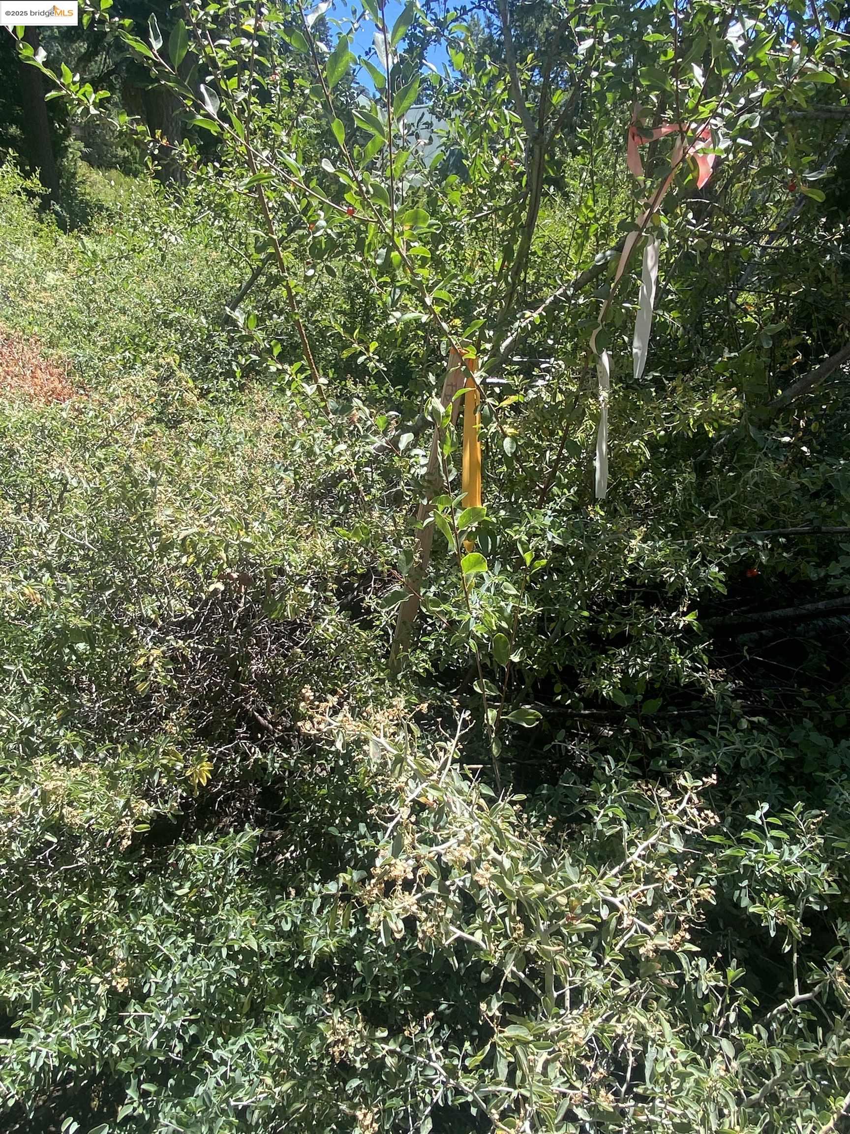 33994 Leland Meadow Road Pinecrest, CA 95364 - Photo 9 of 16