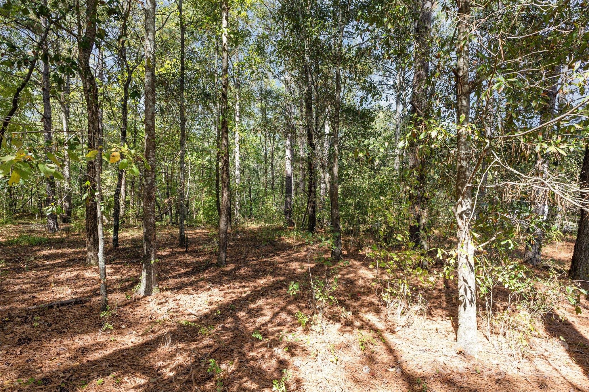 0 Will Evans Road, Unit LOT 2 B Jefferson, SC 29718 - Photo 7 of 15 a view of a forest with trees in the background